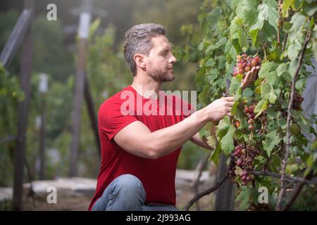Gardener on summer grapes harvest. Grape harvest, smiling farmer cut grapes in vineyard. Stock Photo