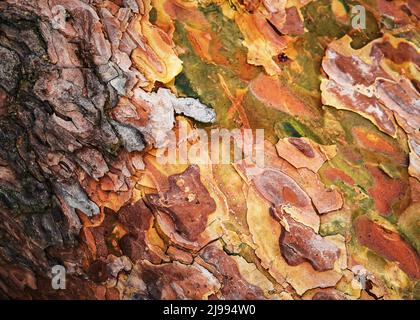 absract background the colorful bark of the pine tree Stock Photo