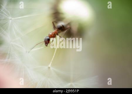 Macro photo of an ant. An ant crawls on a dandelion. Macro photo of insects. Stock Photo
