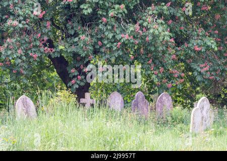 Southampton Old Cemetery in Spring Stock Photo
