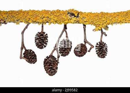Alder fruit on a branch with yellow lichen Stock Photo