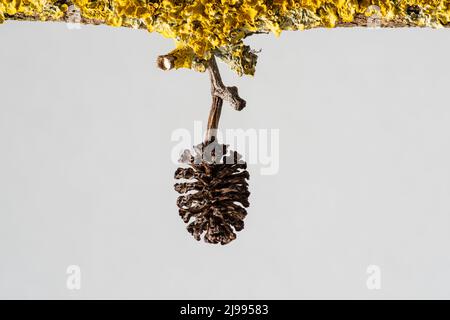Alder fruit on a branch with yellow lichen Stock Photo