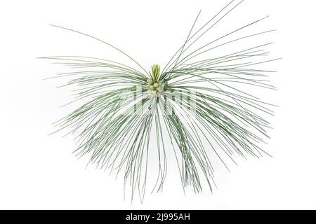 Pine branch with flowers containing pollen Stock Photo