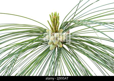 Pine branch with flowers containing pollen Stock Photo