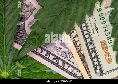 Some cannabis leaves on top of dollar bills 0n white Stock Photo