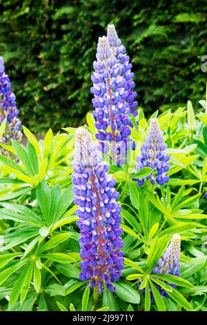Lupins, Lupinus 'Noble Maiden'. Stock Photo
