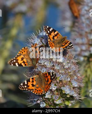 Upper wing of Painted Lady butterfly, feeding on a blooming flower. Vanessa cardui is a well-known colorful butterfly. Butterflies are insects, have l Stock Photo