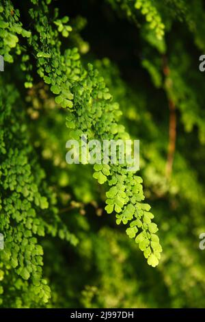 Fresh green fern leaves. Maidenhair fern - Adiantum capillus-veneris - texture for background. Leaf texture pattern for spring background, environment Stock Photo