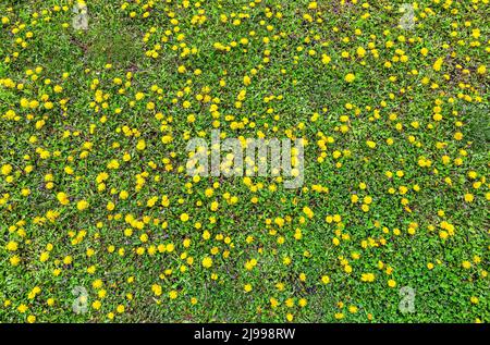 Green field with yellow dandelion flowers as natural background Stock Photo