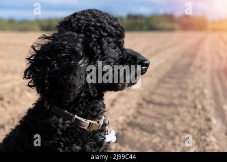 Black toy poodle in the field against the backdrop of a sandy field. Setting sun Stock Photo