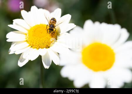Bee on a Susanna Mitchell Marguerite Daisy (Anthemis) Stock Photo