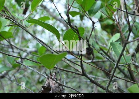 A tiny white moth perched underneath of a branch stem of the Syzygium Caryophyllatum plant in a forested area in Sri Lanka Stock Photo