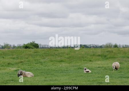 Three fluffy sheep in a grassy field. High quality photo Stock Photo