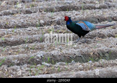 Colorful Japanese pheasant walks along dry rows in unplanted field Stock Photo