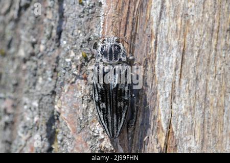 Flatheaded pine borer, a common European Jewel beetle (Chalcophora mariana). A large and metallic beetle occurring in European lowland forests. Stock Photo