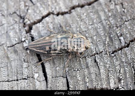 Flatheaded pine borer, a common European Jewel beetle (Chalcophora mariana). A large and metallic beetle occurring in European lowland forests. Stock Photo