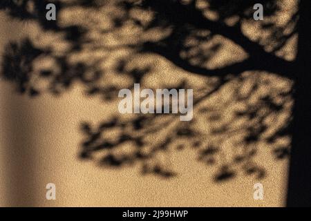 tree shadows Stock Photo