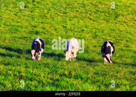 Black white milk dairy cows on green cultivated pasture of a farm in Bega valley, Australia. Stock Photo