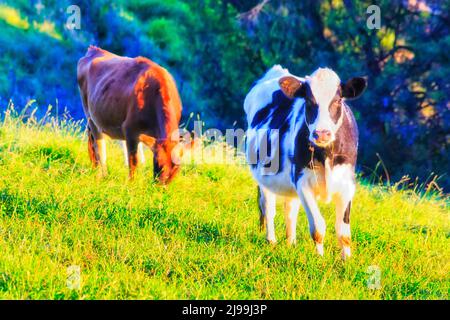 Healhty dairy and beef cows and bulls on green cultivated pasture of agriculture farm in Bega valley, Australia. Stock Photo