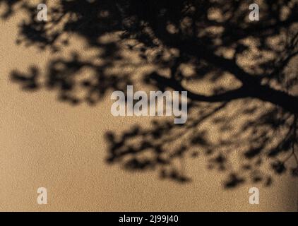 tree shadows Stock Photo