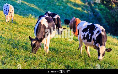 Herd of milk cows and bulls on green slopes of agriculture farm meadows in Bega valley of Australia. Stock Photo