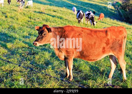 Young steer brown bull on a pasture of cultivated agriculture fam in Bega Valley of Australia. Stock Photo