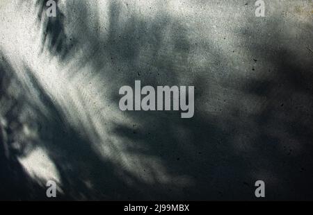 Abstract palm leaf shadows cast on a textured surface, creating a mysterious and serene tropical ambiance Stock Photo