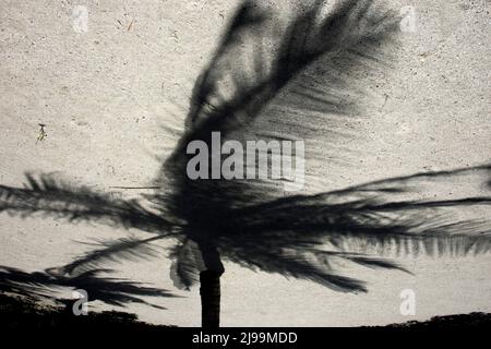 Silhouette of a palm tree’s shadow dancing on sandy ground, evoking tropical vibes and serene moments under the sun Stock Photo