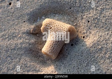 Trypophobia sample on the beach Stock Photo