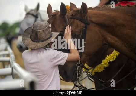 Balitmore, United States. 21st May, 2022. A boy feeds escort ponies ice water on the track at the Pimlico Race Course in Baltimore, Maryland on Saturday, May 21, 2022. Photo by Bonnie Cash/UPI Credit: UPI/Alamy Live News Stock Photo