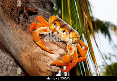 Caribbean land crab, Cayo Coco, Cuba Stock Photo