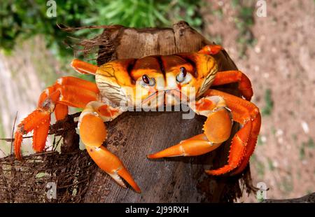 Caribbean land crab, Cayo Coco, Cuba Stock Photo