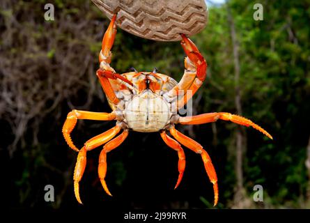 Caribbean land crab, Cayo Coco, Cuba Stock Photo