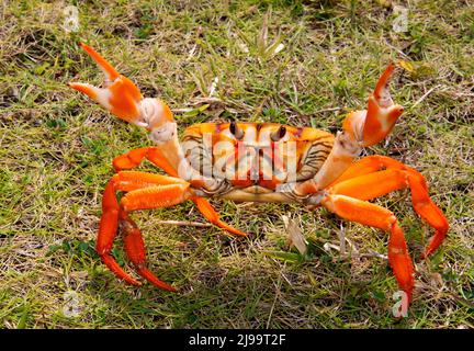 Caribbean land crab, Cayo Coco, Cuba Stock Photo