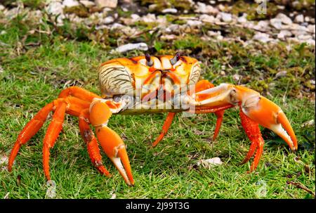 Caribbean land crab, Cayo Coco, Cuba Stock Photo