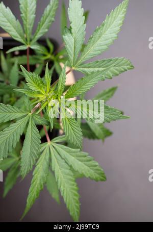 Marijuana leaves, cannabis on a dark background, beautiful background, indoor cultivation, top view Stock Photo