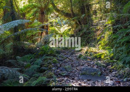 Shady forest track of Hollyford through greenery of trees and ferns in Fiordland, South Island New Zealand. Stock Photo
