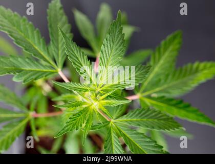 Marijuana leaves, cannabis on a dark background, beautiful background, indoor cultivation, top view Stock Photo