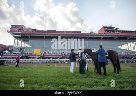 Balitmore, United States. 21st May, 2022. Happy Jack is prepared in the paddock for the 147th Preakness Stakes at the Pimlico Race Course in Baltimore, Maryland on Saturday, May 21, 2022. Photo by Bonnie Cash/UPI Credit: UPI/Alamy Live News Stock Photo