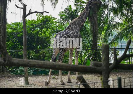 Giraffe : a tall African hoofed mammal belonging to the genus Giraffa. It is the tallest living terrestrial animal and the largest ruminant on Earth. Stock Photo