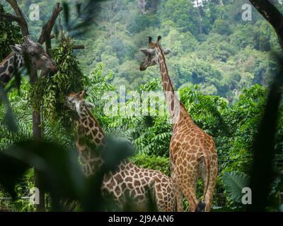 Giraffe : a tall African hoofed mammal belonging to the genus Giraffa. It is the tallest living terrestrial animal and the largest ruminant on Earth. Stock Photo