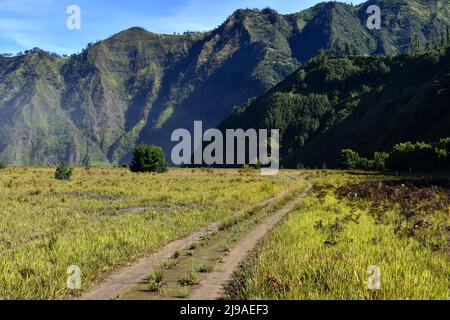 Savana at Bromo National Park, East Java, Indonesia. Stock Photo