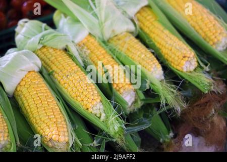 fresh sweet corncobs on local market for sale Stock Photo