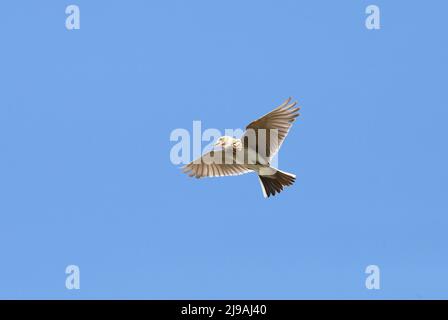 Skylark singing under blue sky Stock Photo