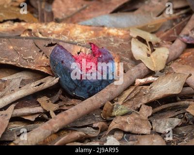 Dark purple Davidson's Plum ripe fruit fallen onto the ground