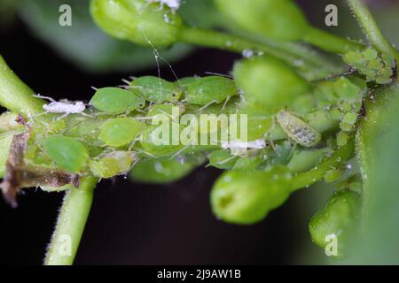 Nasturtium aphid Aphis nasturtii alate other stages on leaf of one of its hosts, the jackalberry. Stock Photo