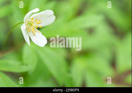 A white flower in the forest on a blurred green background of grass and leaves. summer background. Beautiful And Tender White Flower On Blurred Green Stock Photo
