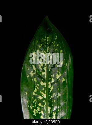 Dieffenbachia plant with large leaf on black background. Dark green houseplant with white spots, close up view. Stock Photo