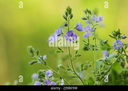Closeup on the brlliant blue flowers of germander speedwell, Veronica chamaedrys. Wild herbs Stock Photo