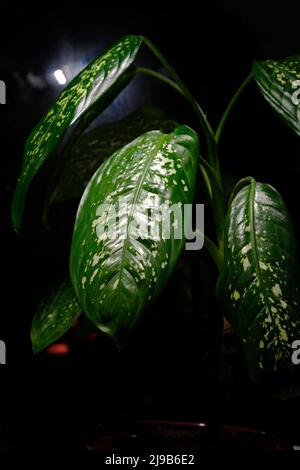 Dieffenbachia plant with large leaves on black background. Dark green leaves with white spots, close up. Fresh houseplant. Stock Photo